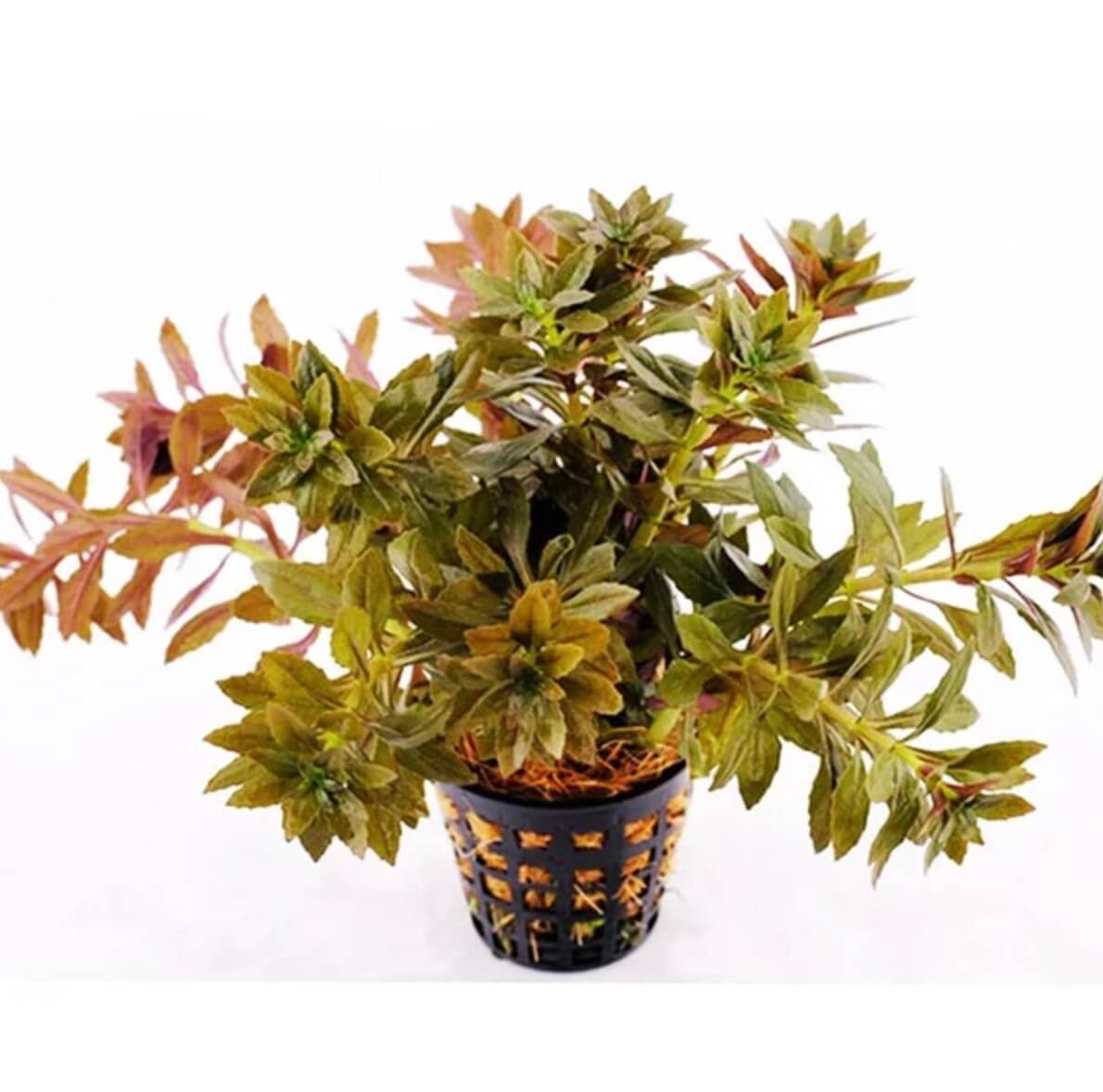 Limnophila aromatica - Red 5cm pot