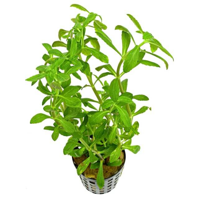 Limnophila mini "Vietnam" 5cm pot