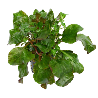 Lobelia wrinkled leaf 5cm pot