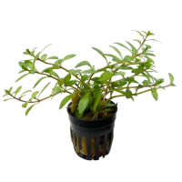 Ludwigia arcuata 5cm pot