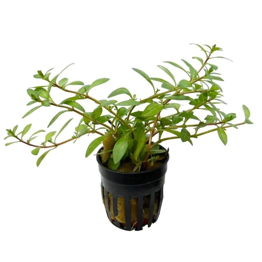 Ludwigia arcuata 5cm pot