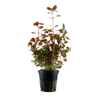 Ludwigia palustris - Red 5cm pot