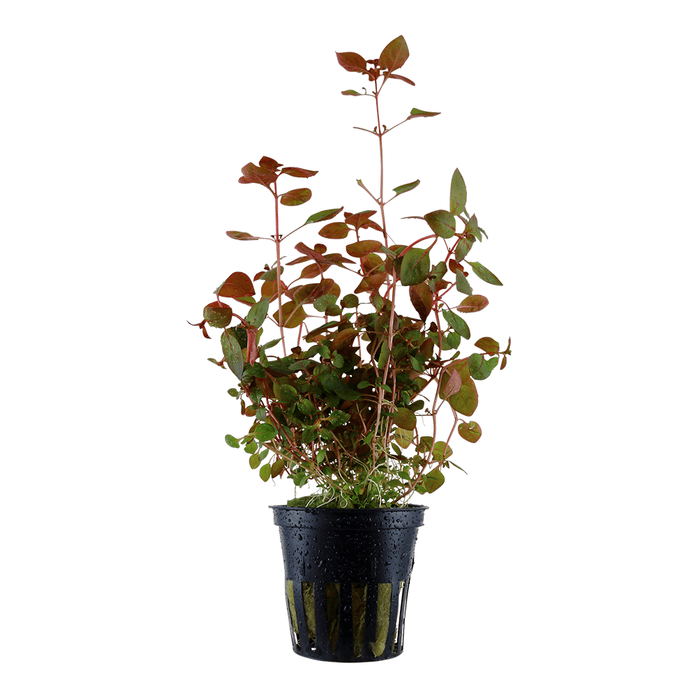 Ludwigia palustris - Red 5cm pot