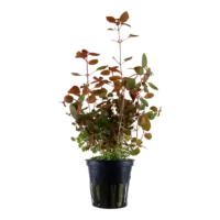 Ludwigia repens diamond red 5cm pot
