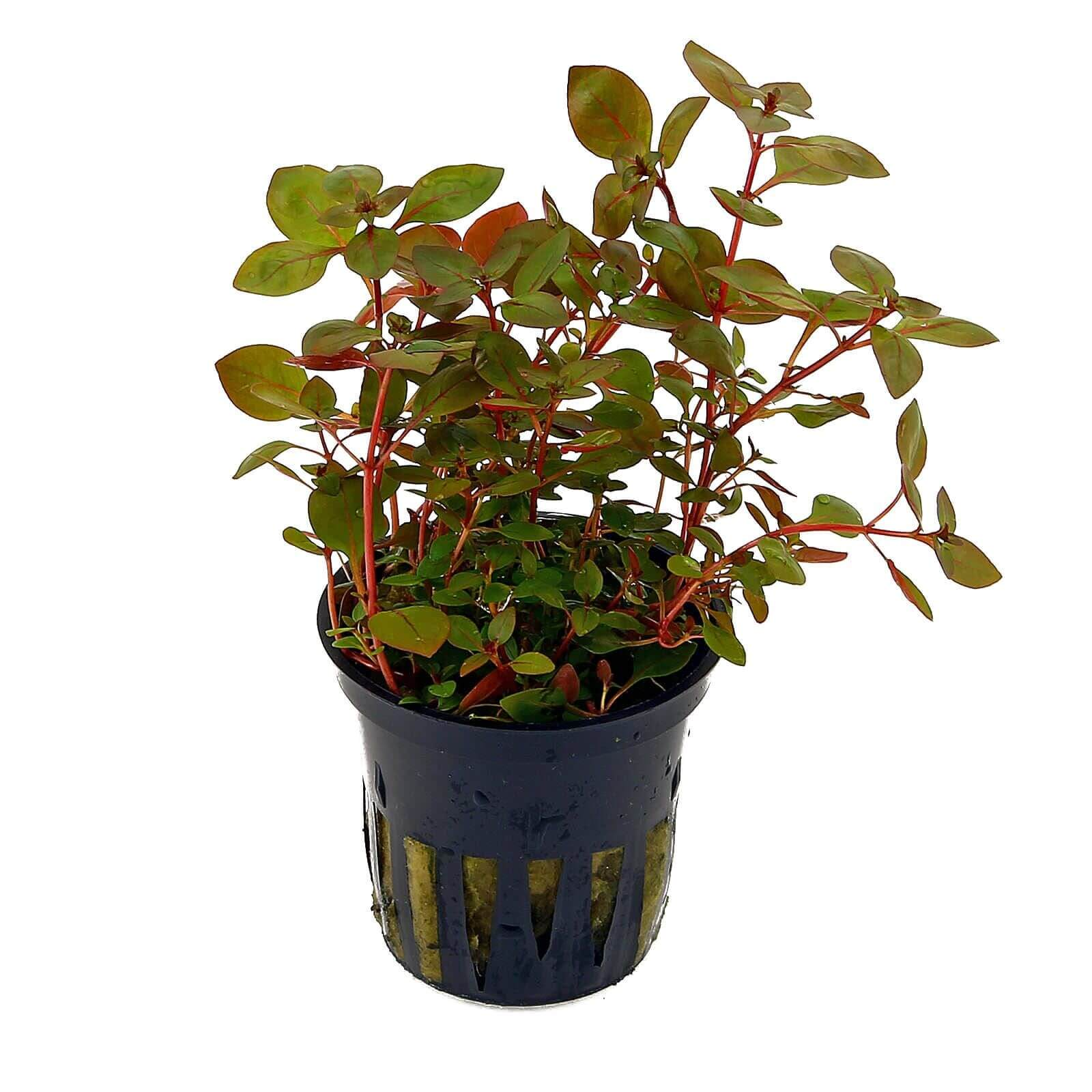 Ludwigia sp. "Mini super red" 5cm pot