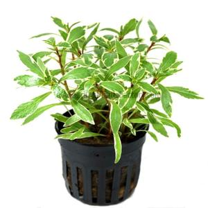 Ludwigia sp. white 5cm pot