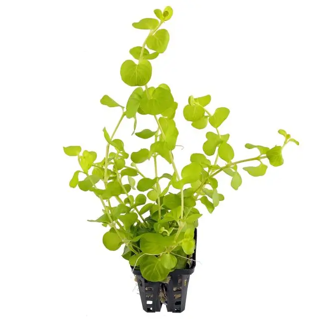 Lysimachia aurea 'Yellow' (5cm Pot)