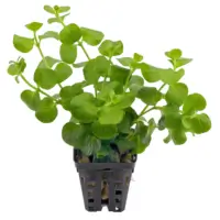 Lysimachia nummularia green 5cm pot