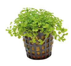 Micranthemum monte carlo 5cm pot