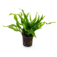 Microsorium mini 5cm pot