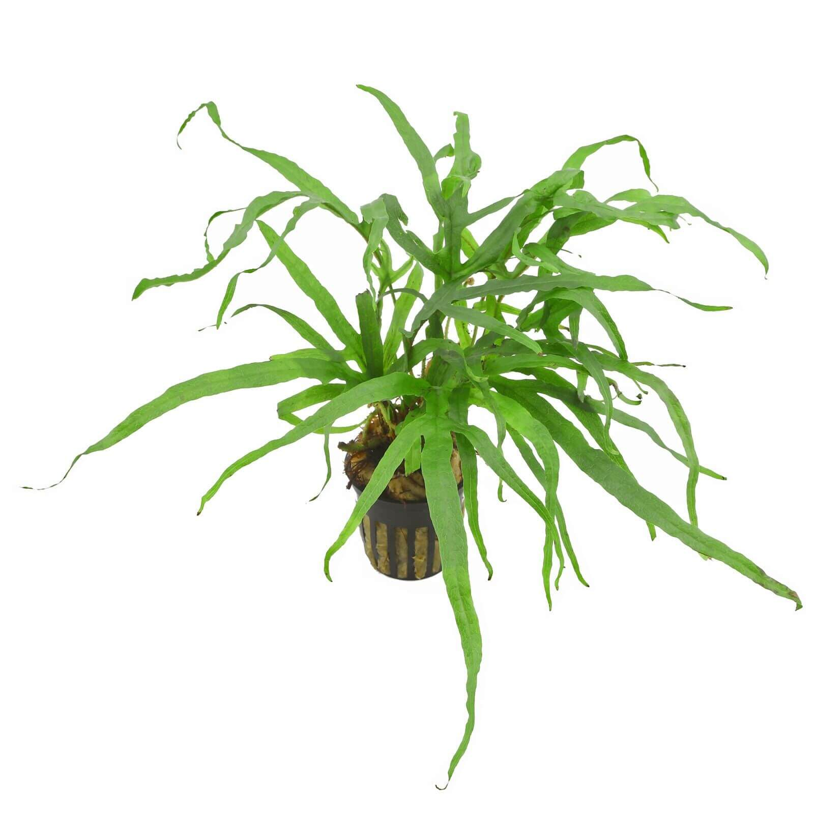 Microsorium trident 5cm pot