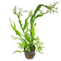 Microsorium twisted leaf 5cm pot