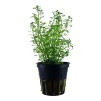 Myriophyllum brasiliensis 5cm pot
