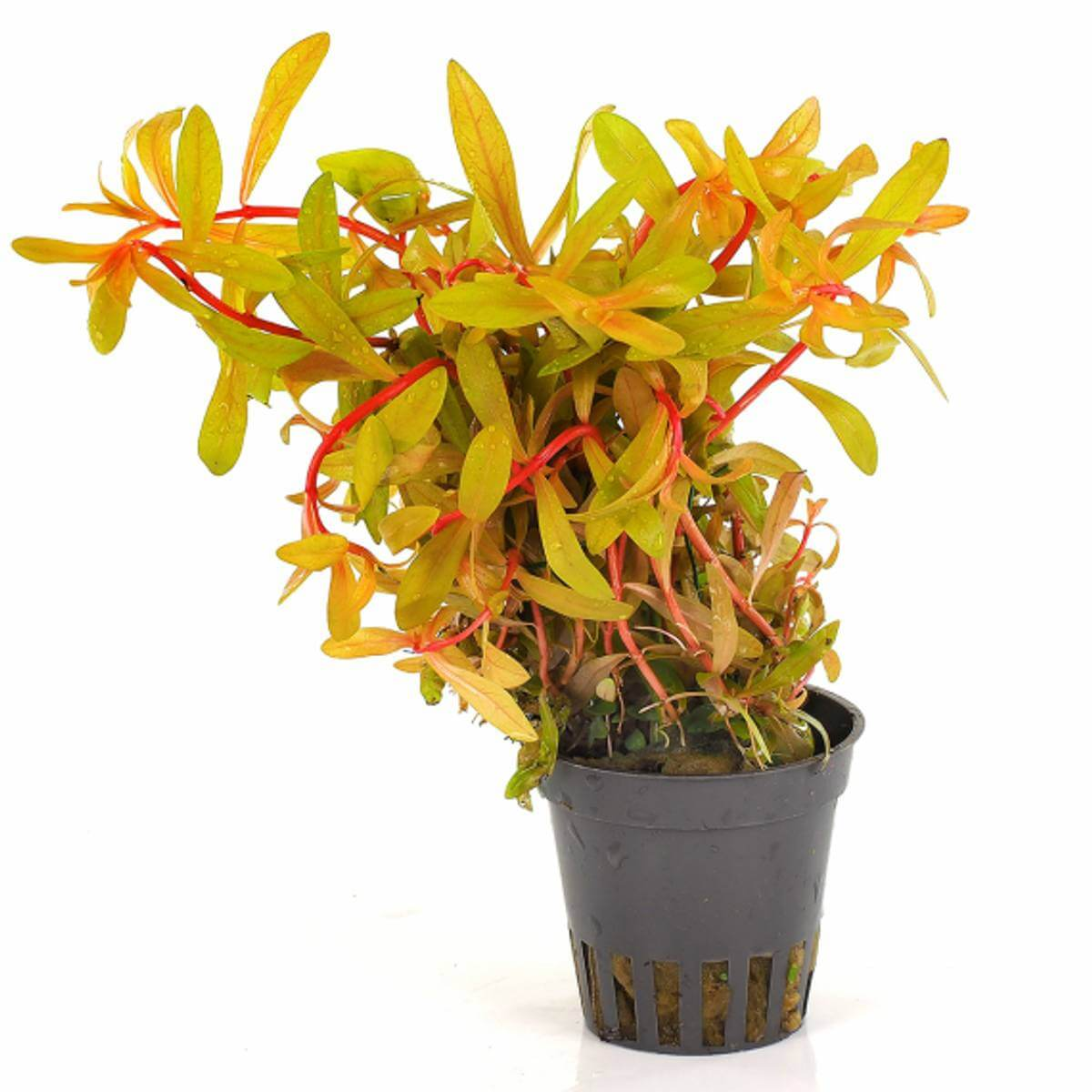 Nesaea pedicellata 'Golden' 5cm pot