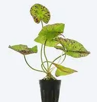 Nymphea tiger lotus - Green 5cm pot