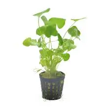 Nymphoides sp. "Taiwan" 5cm pot