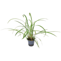 Ophiopogon jaburan 5cm pot