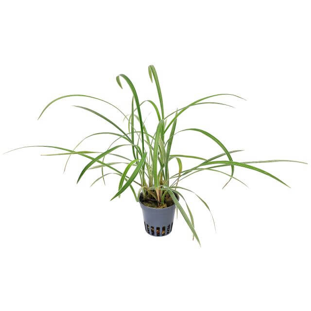 Ophiopogon jaburan 5cm pot