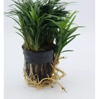 Ophiopogon japonica 5cm pot