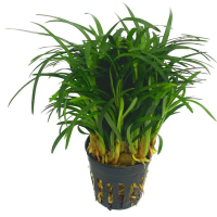 Ophiopogon japonica pussilus 5cm pot