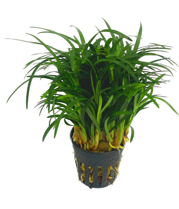 Ophiopogon japonica pussilus 5cm pot