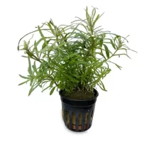 Pogostemon octopus 5cm pot