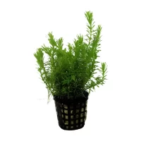 Rotala wallichii 5cm pot