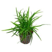 Sagittaria platyphylla 5cm pot