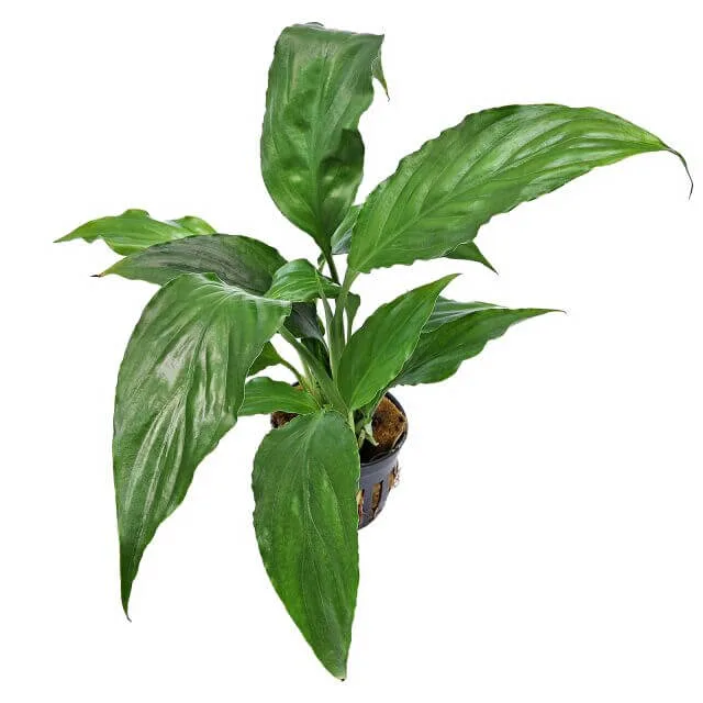 Spathiphyllum wallisii 5cm pot