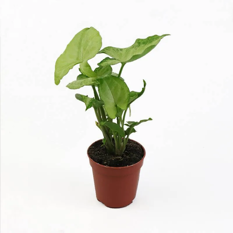 Syngonium (white butterfly) 5cm pot