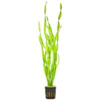 Vallisneria gigantea rubra 5cm pot