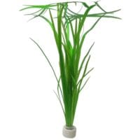 Vallisneria natans 5cm pot