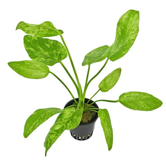 Echinodorus cordifolius “Marble queen” 5cm pot