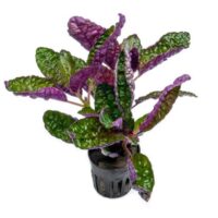 Hemiographis colorata 5cm pot