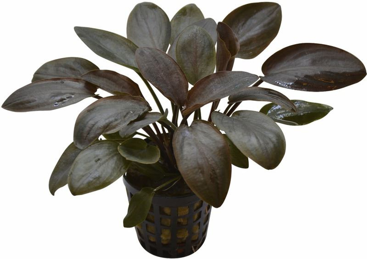 Lagenandra Red – 5cm Pot (Aquatic Plant)
