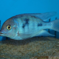 Blue Dolphin Cichlid - Haplochromis moorii