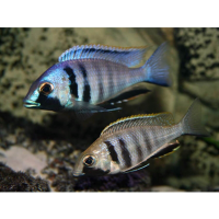 Deepwater Hap ( Placidochromis electra ) 6cm+