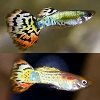 Tiger Guppy Bio-Secured Bred (Poecilia reticulata)