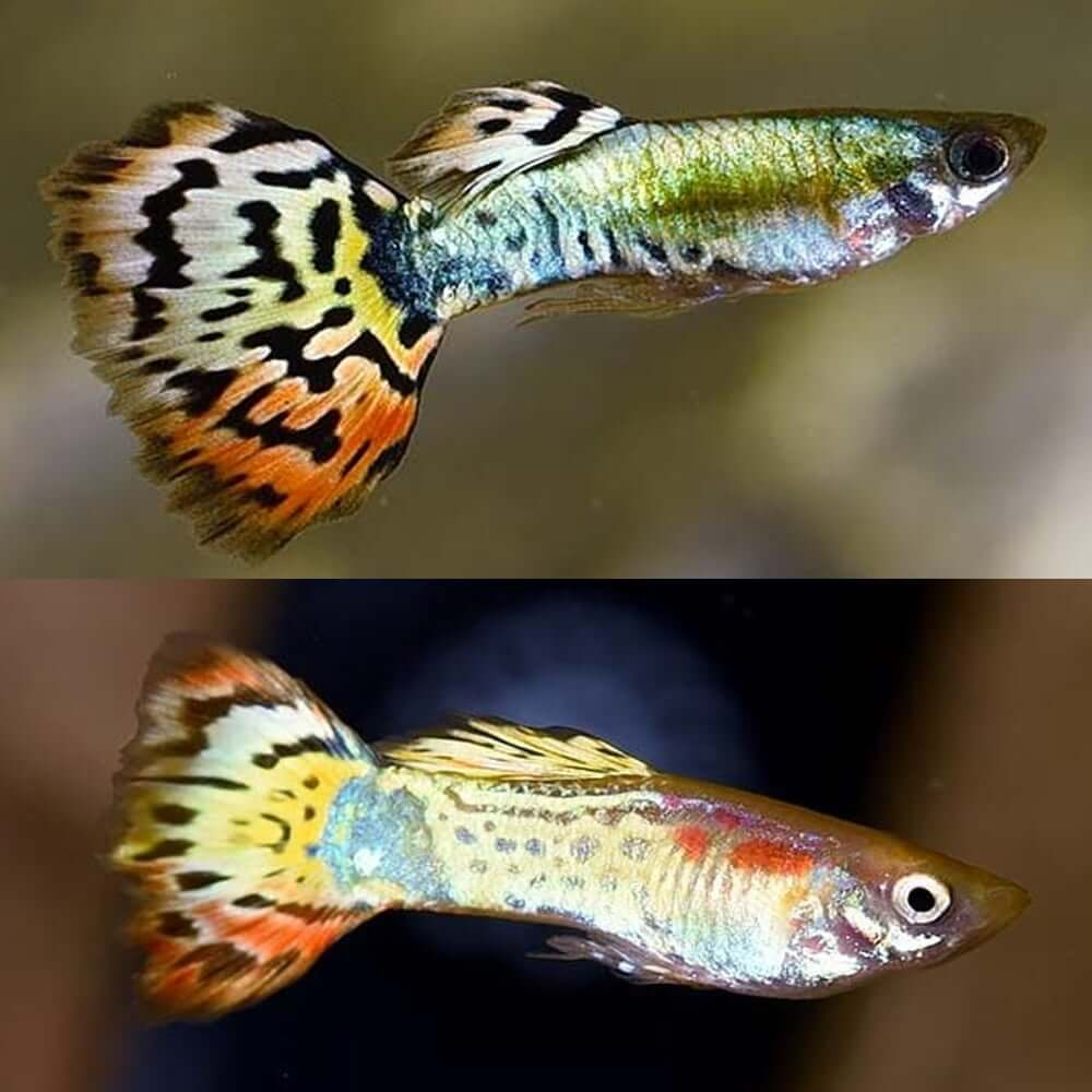 Tiger Guppy Bio-Secured Bred (Poecilia reticulata)