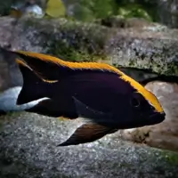 Lithobates Black Orange Dorsal Cichlid (Otopharynx lithobates)
