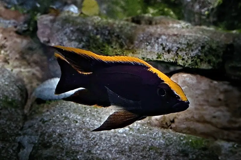 Lithobates Black Orange Dorsal Cichlid (Otopharynx lithobates)