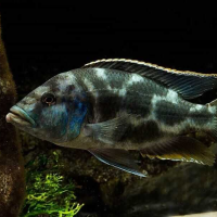 Livingstonii Cichlid (Nimbochromis livingstonii)