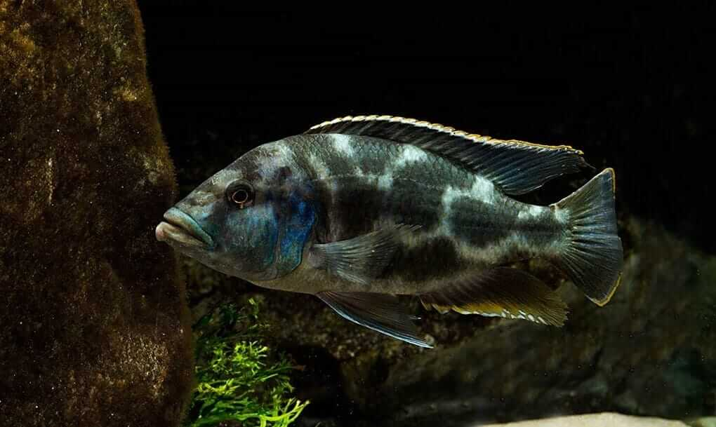 Livingstonii Cichlid (Nimbochromis livingstonii)