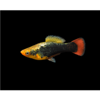 Platys