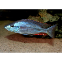 Dimidiochromis strigatus 6cm+
