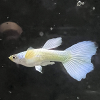 Platinum Guppie