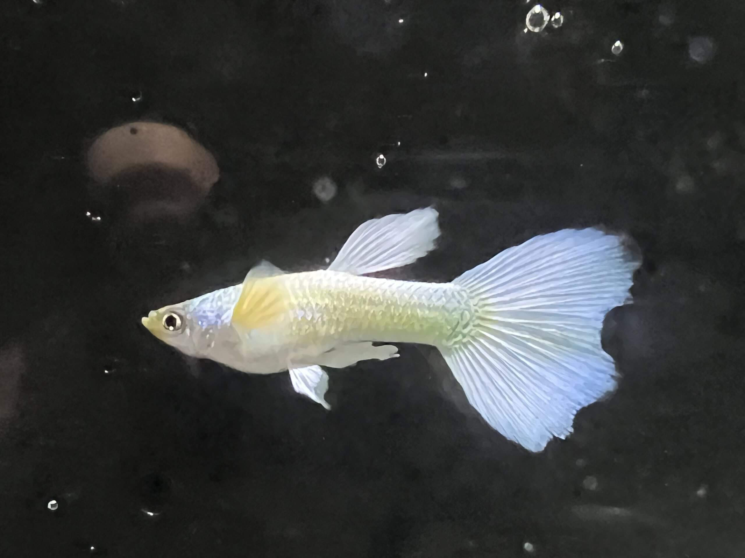 Platinum Guppie