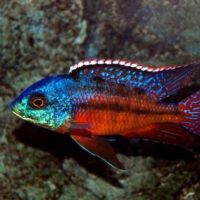 Haplochromis Red Empress (Protomelas taeniolatus)
