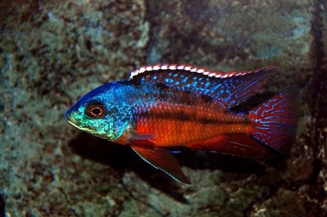 Haplochromis Red Empress (Protomelas taeniolatus)