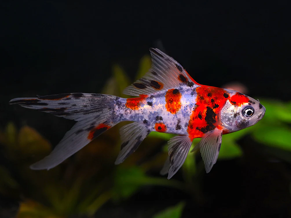Shubunkin Goldfish ( CAR. AURATUS )
